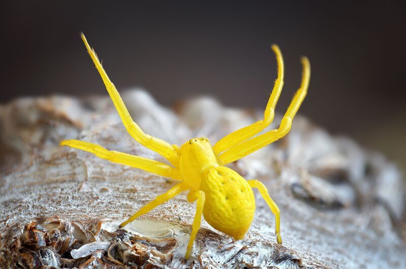 мизумена photo preview