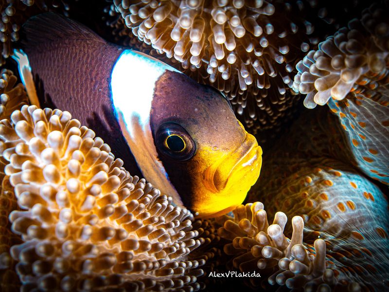 Дом-Анемонphoto preview