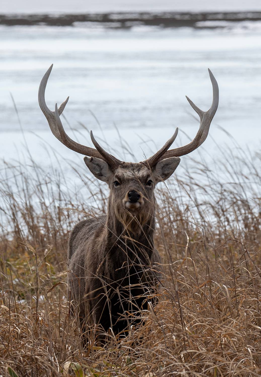 , Vorobeychik Vladimir