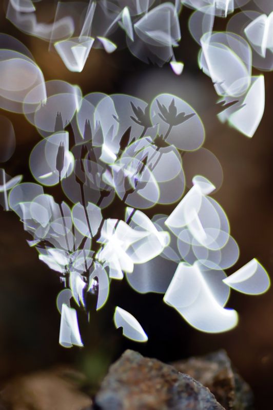 фокус, расфокус, блики, макро В отражениях водыphoto preview