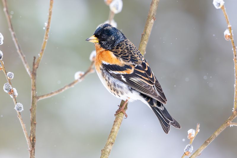 Юрок, или вьюрок — Fringilla montifringilla.photo preview