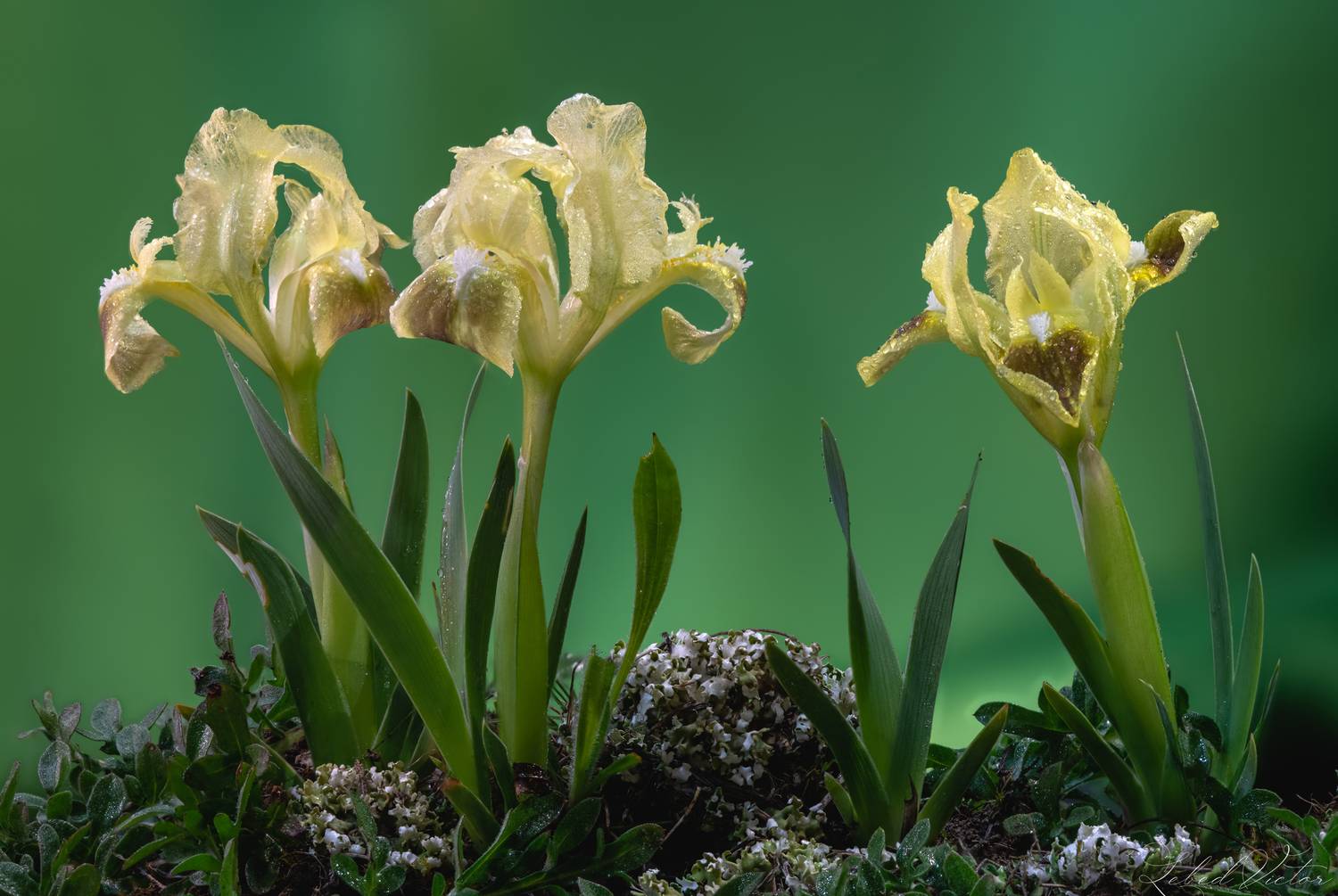 , Виктор Лебедь