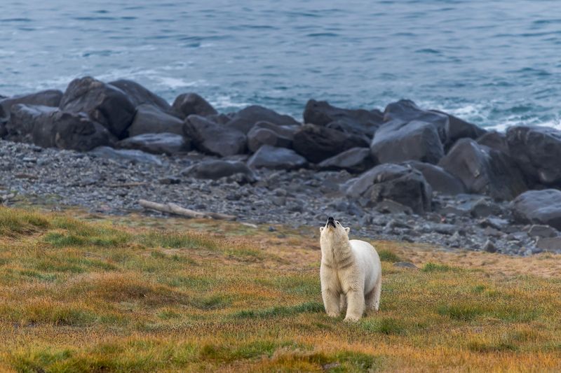 чукотка, белый медведь, Что-то учуялphoto preview