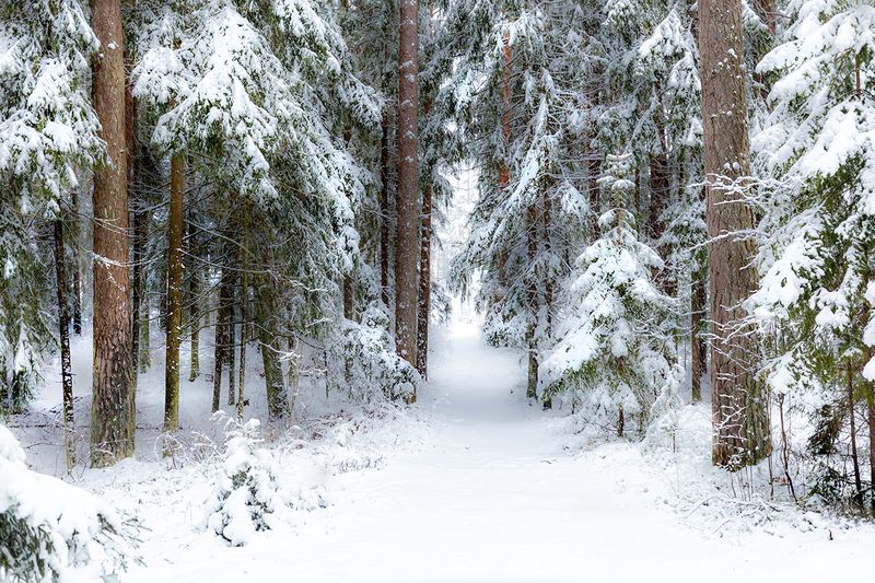 зима усть-нарвский лес Вспоминая прошедшую зиму...photo preview