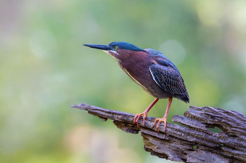 птица, фотоохота, цапля, природа, фауна Охотницаphoto preview