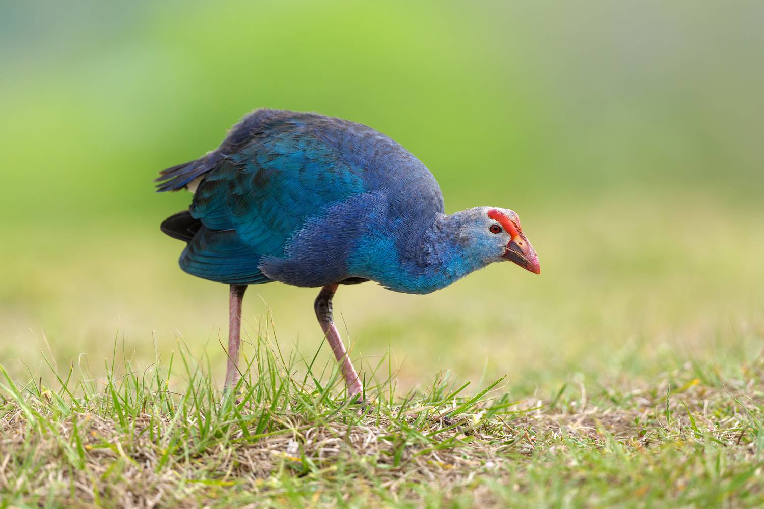 Любопытство. Автор: Vladimir Kulikov птица, фотоохота, султанка, природа, фауна, Vladimir Kulikov