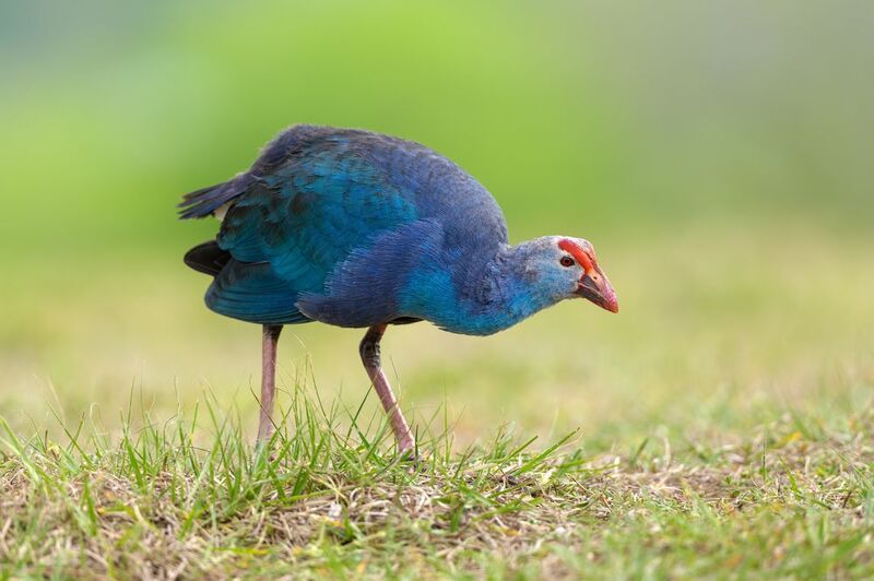 птица, фотоохота, султанка, природа, фауна Любопытствоphoto preview