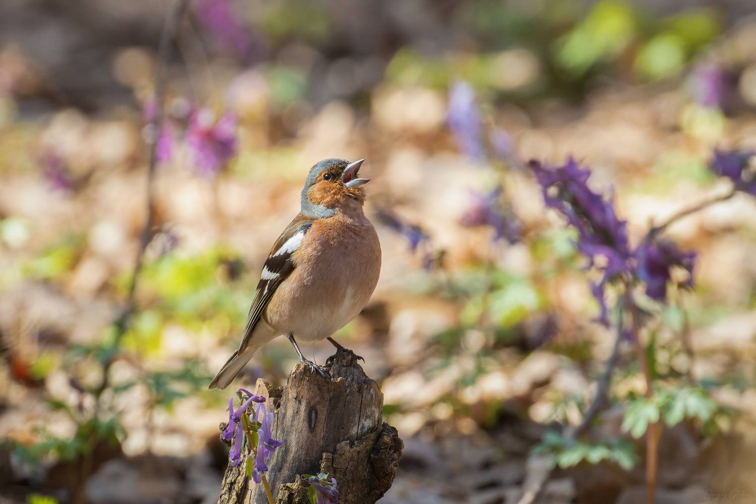 Солист. Автор: Глебов Сергей зяблик, птицы, пернатые, Глебов Сергей