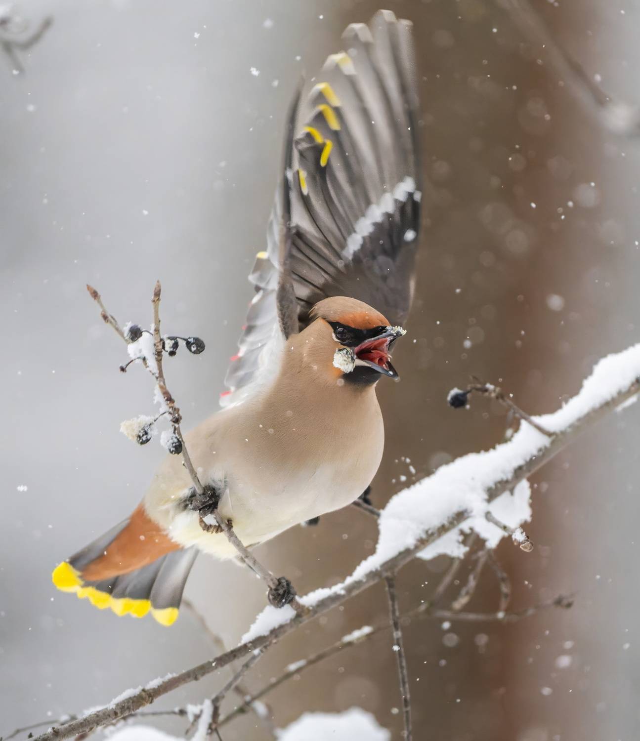 Апрель и свиристель. Автор: Дэм Константин , Дэм Константин