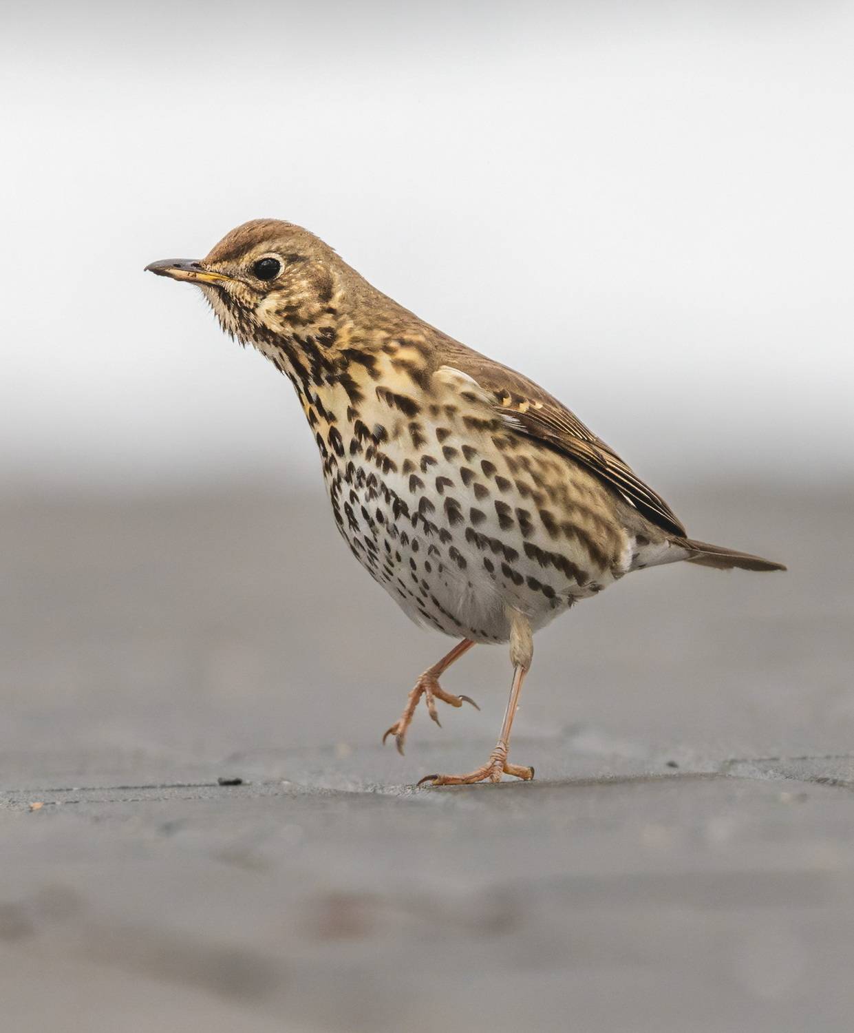 , Дэм Константин