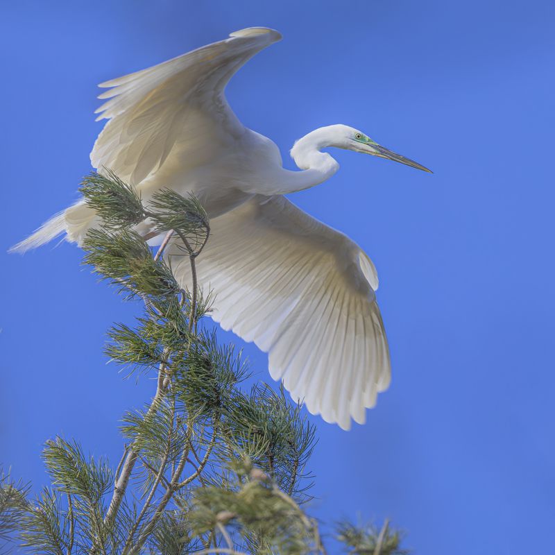 белая цапля, цапля, птицы, цапельник Белая цапляphoto preview