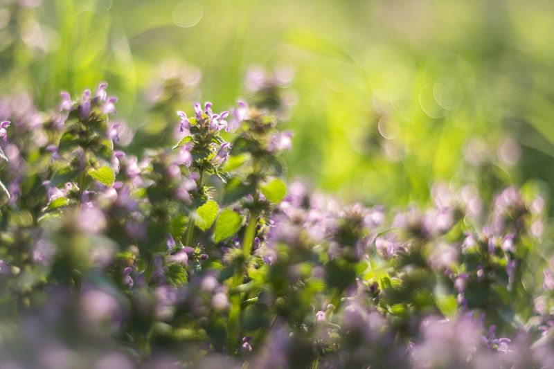 Калейдоскоп весныphoto preview