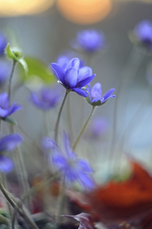 печеночница благородная,весна, лес, нежность, ирина горюкина, беларусь,весенние цветы Прикосновениеphoto preview