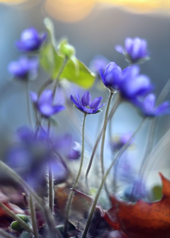 Мечтательphoto preview