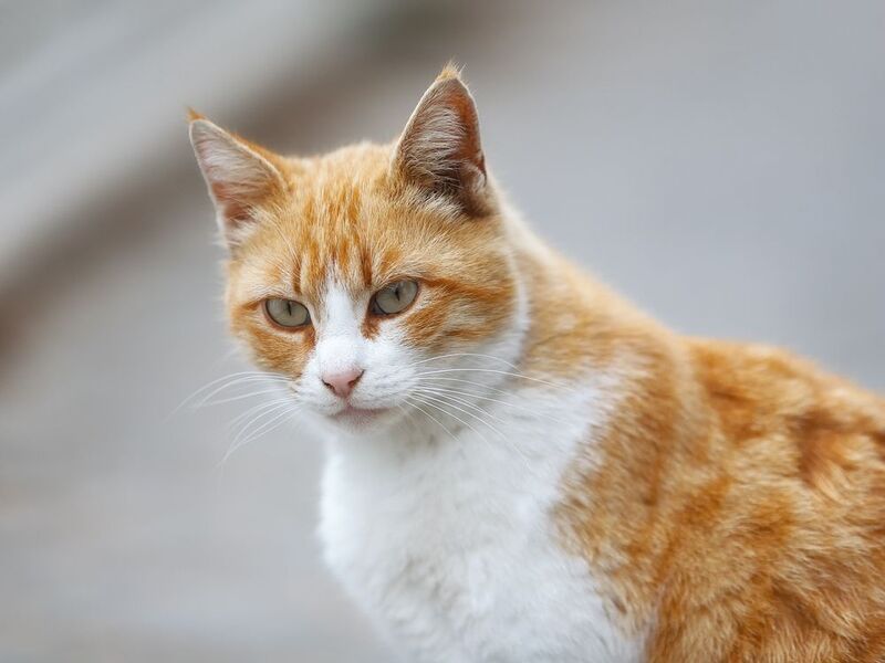 севастополь, фиолент, море, пляж. Морские котики пляжа Каравелла.photo preview
