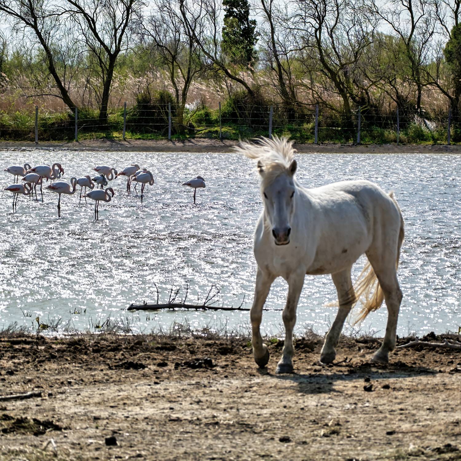 Camargue in one shot. Автор: Daniel Enchev horse camarfue flamingo, Daniel Enchev
