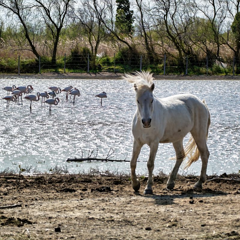 horse camarfue flamingo Camargue in one shotphoto preview