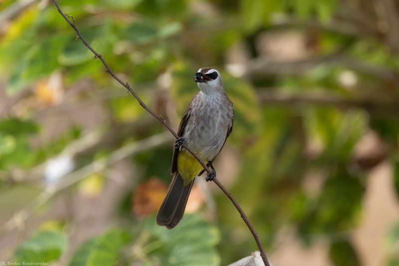 Желтоухий настоящий бюльбюль Желтоухий настоящий бюльбюльphoto preview