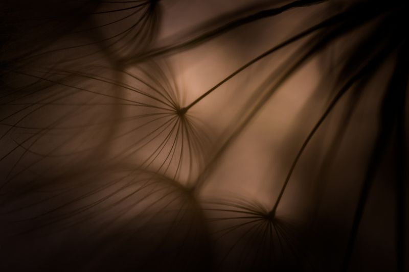 dandelion-одуванчикphoto preview