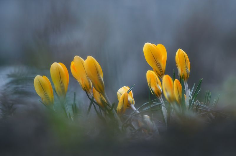 Первоцветыphoto preview