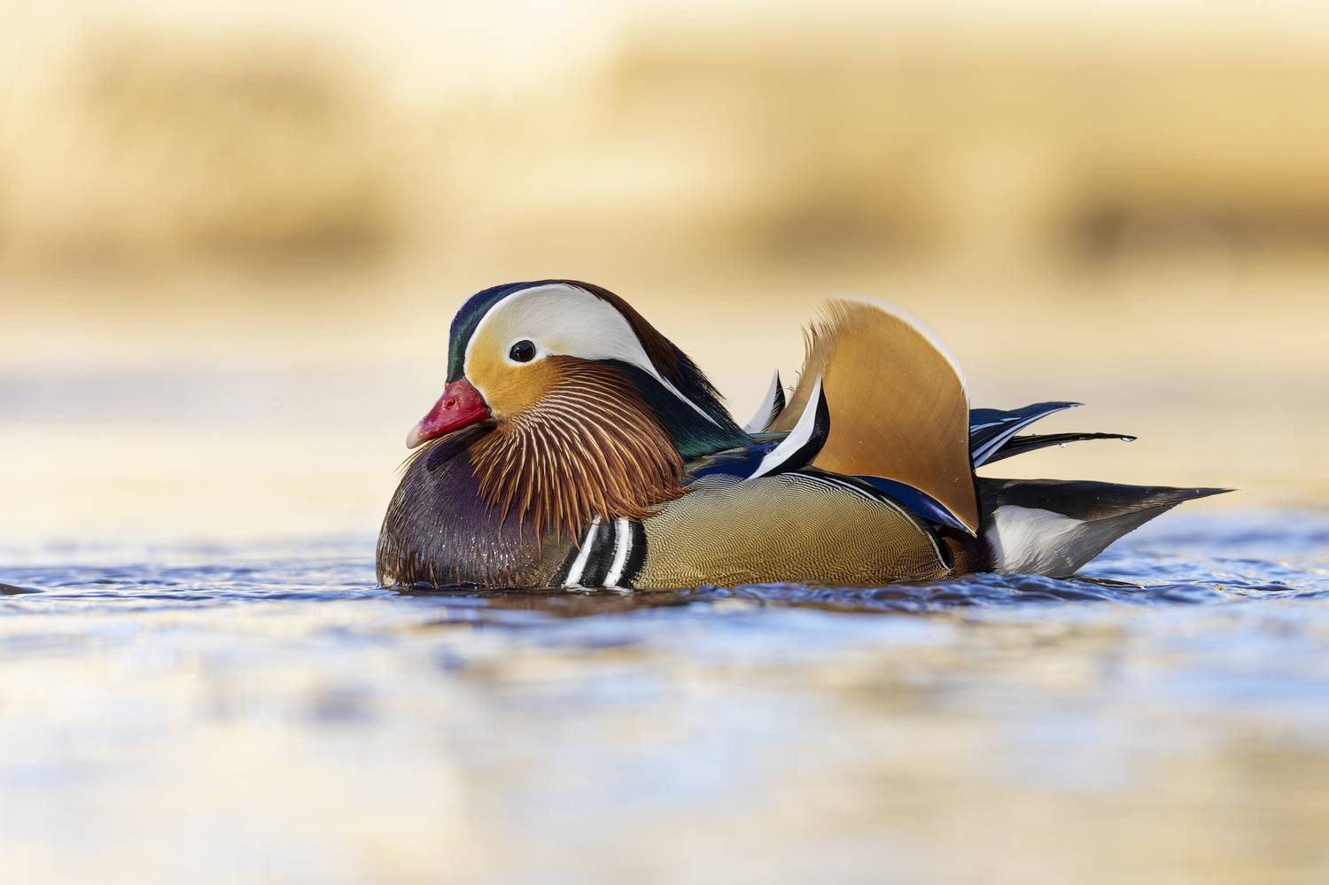 Мандаринка. Автор: Руслан Pl мандаринка, Руслан Pl