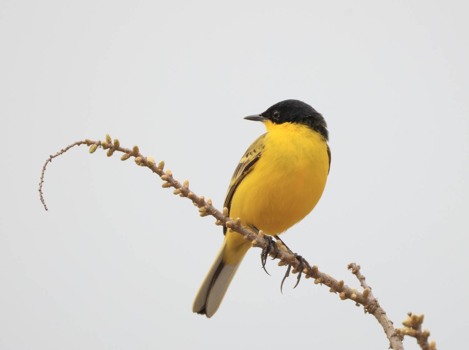 чёрноголовая трясогузка,птицы,, Magov Marat