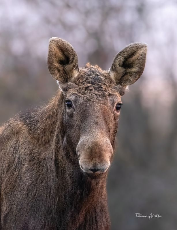 Доверчивый и прекрасный.photo preview