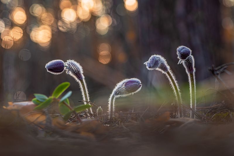 Сон трава... photo preview