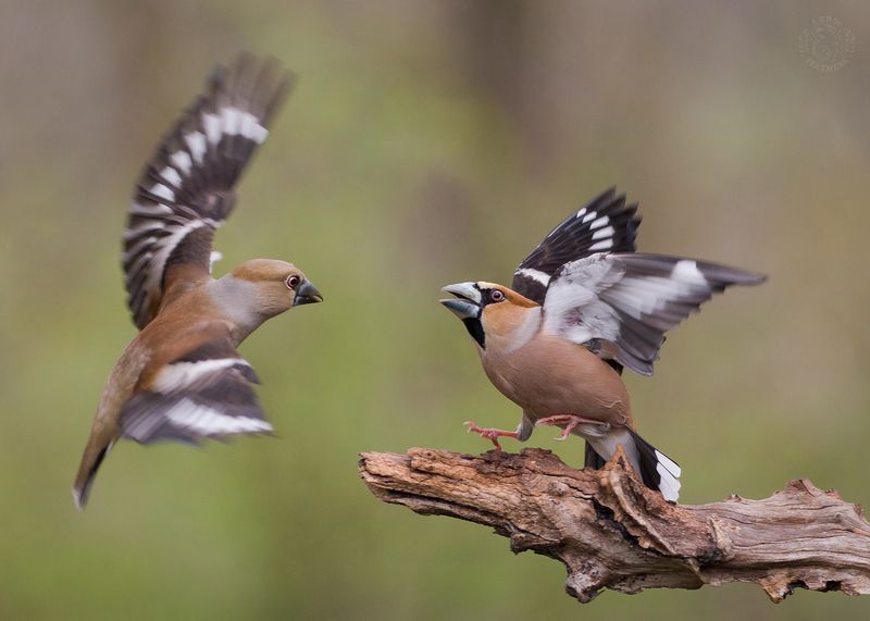 Дубонос - Lens and Feathersphoto preview