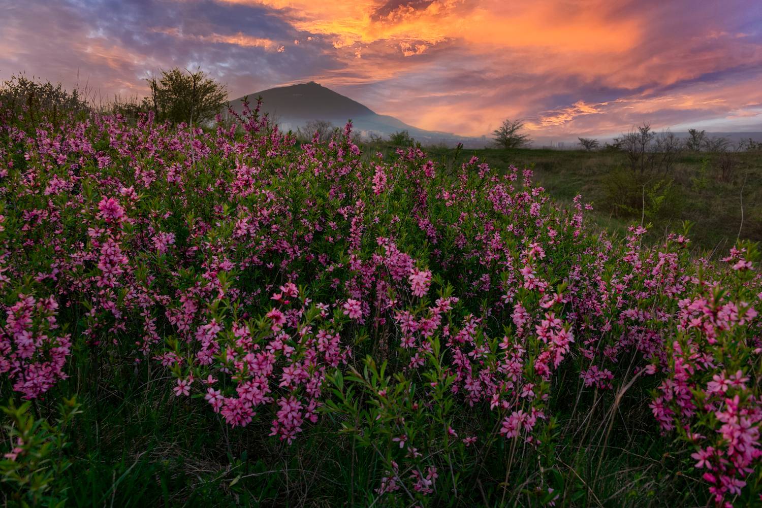 пейзаж, степной миндаль,рассвет, кмв, машук,природа, весна, Елена Брежицкая