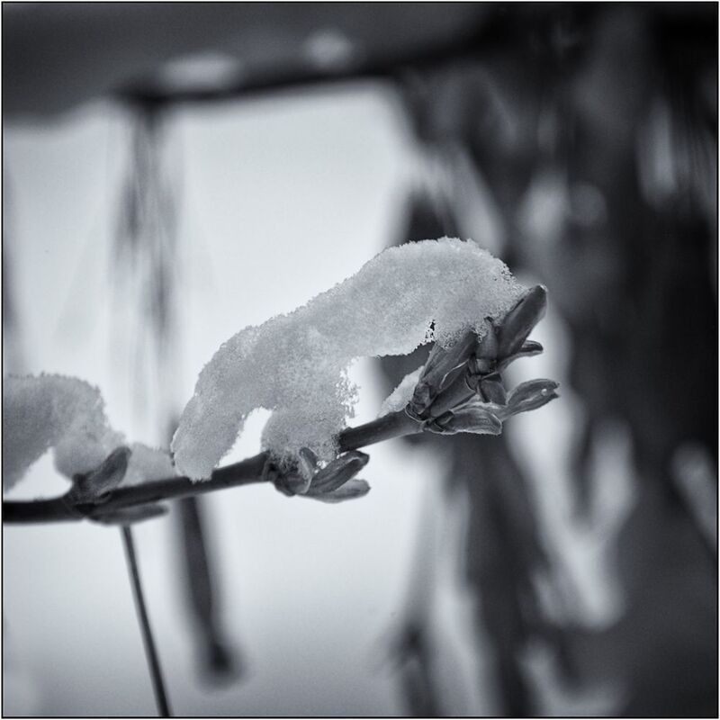 монохром, чб фото, монохром, чб фото, весна, апрель, погода, сезоны, снег, тополь Апрельphoto preview