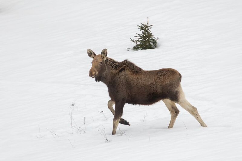 Молодая лосиха изящно позирует на белоснежном фоне.photo preview
