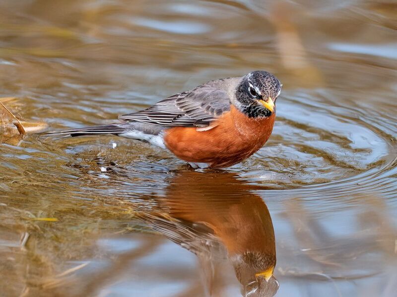 Странствующий дроздphoto preview