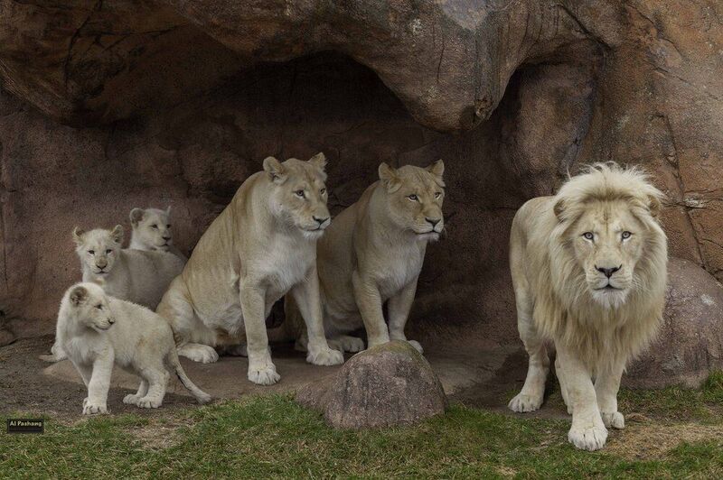 White lion familyphoto preview