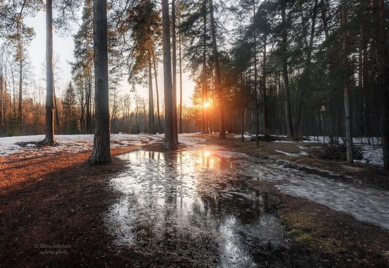 лес, весна, вечер, закат Первые проталиныphoto preview