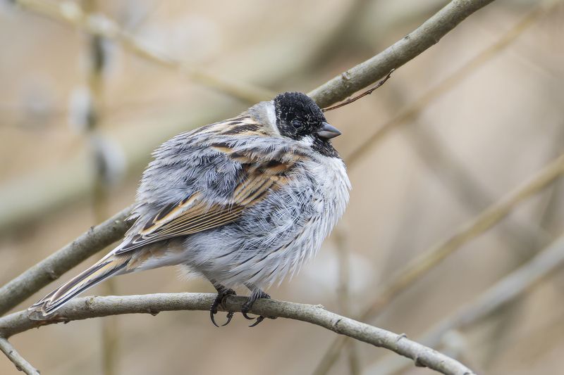 тростниковая овсянка, овсянка Тростниковая овсянкаphoto preview