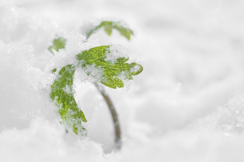 Anemone in the snowphoto preview