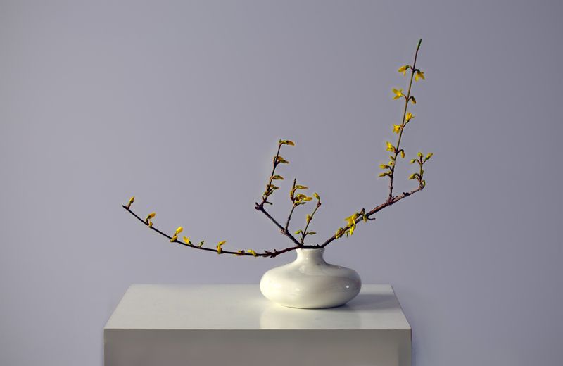 форзиция Форзиция зацвелаphoto preview