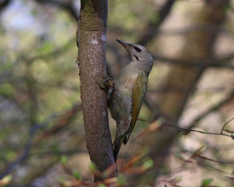 седой дятел, седоголовый дятел, дятел, picus canus, picus, grey-headed woodpecker, woodpecker Седой дятел, девочкаphoto preview