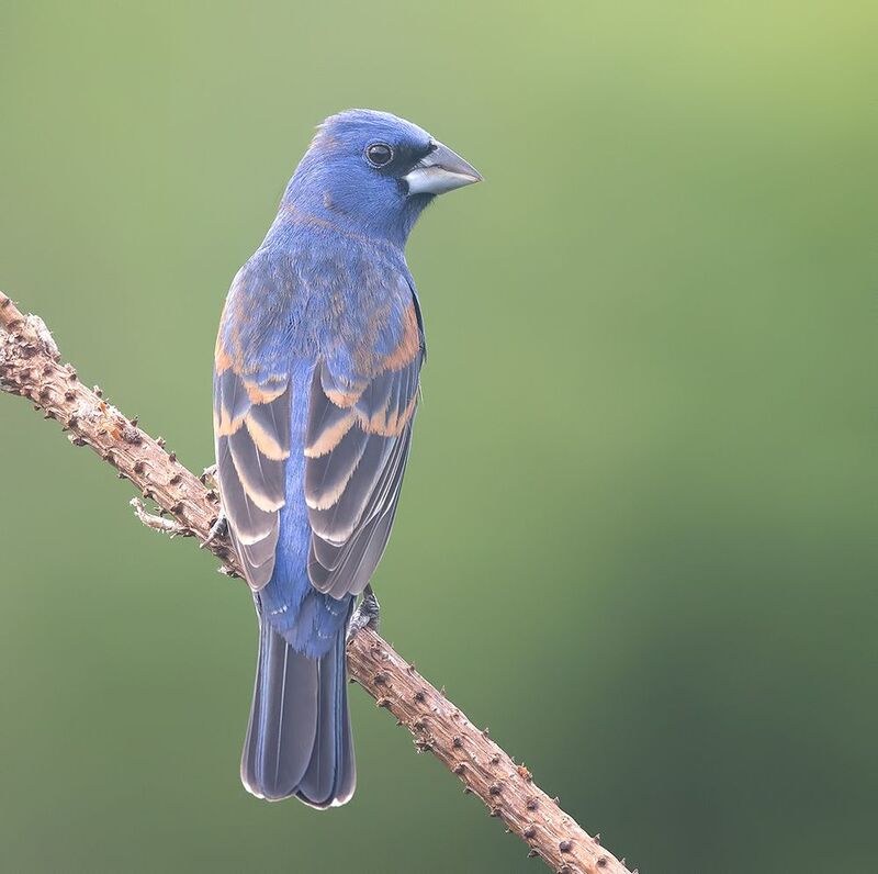 blue grosbeak, голубая гуирака, cardinal, grosbeak, весна Blue grosbeak - Голубая гуирака или синий Дубоносphoto preview