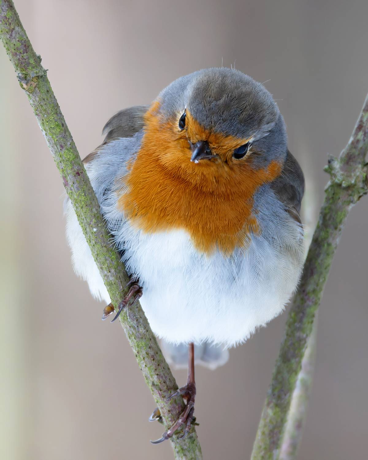 Автор: Александр Шипиленко зарянка, фото птиц, erithacus rubecula, birds, Александр Шипиленко