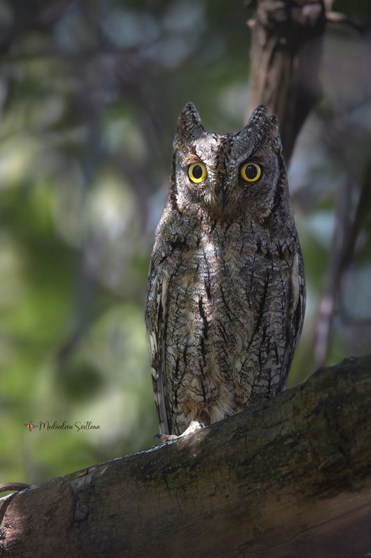 Сплюшечка.photo preview