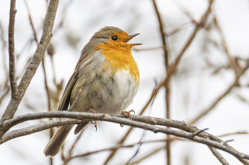 Малиновкаphoto preview