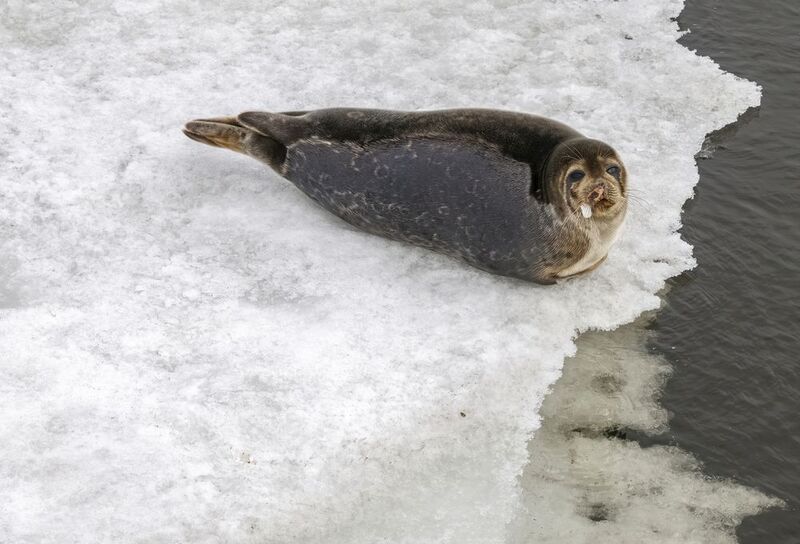 Тюлень в Северодвинскеphoto preview