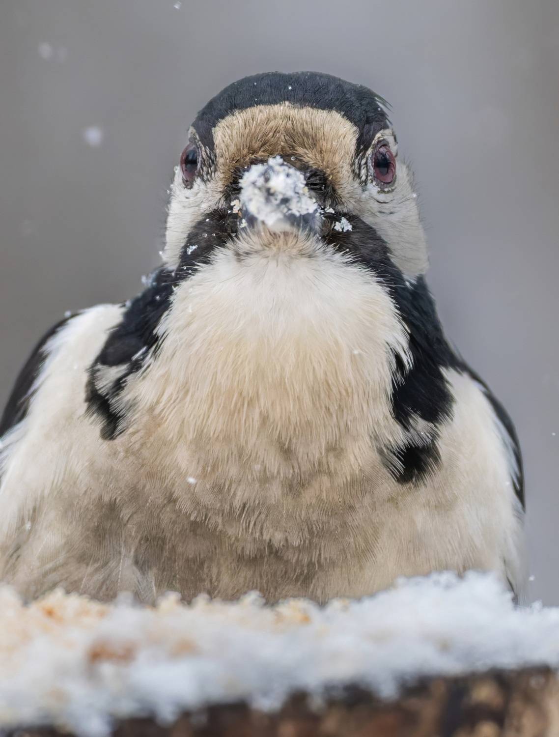 , Дэм Константин