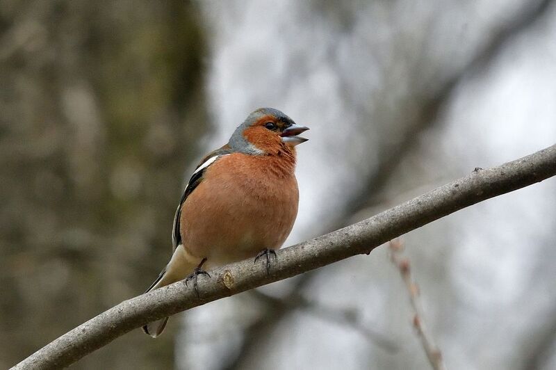 Зяблик..photo preview