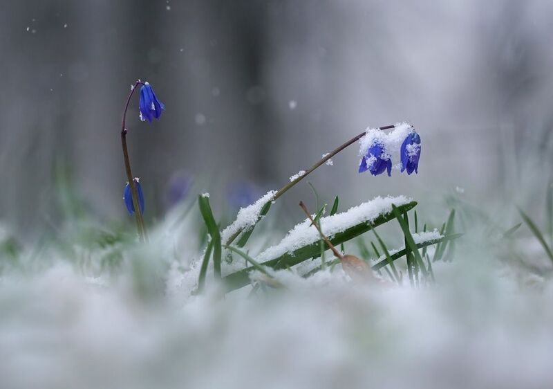 Падал первый, Апрельский снегphoto preview