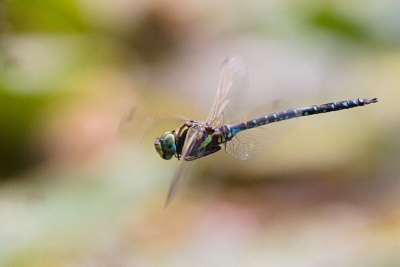 стрекоза дозорщик полет сентябрь На  фоне уходящего летаphoto preview