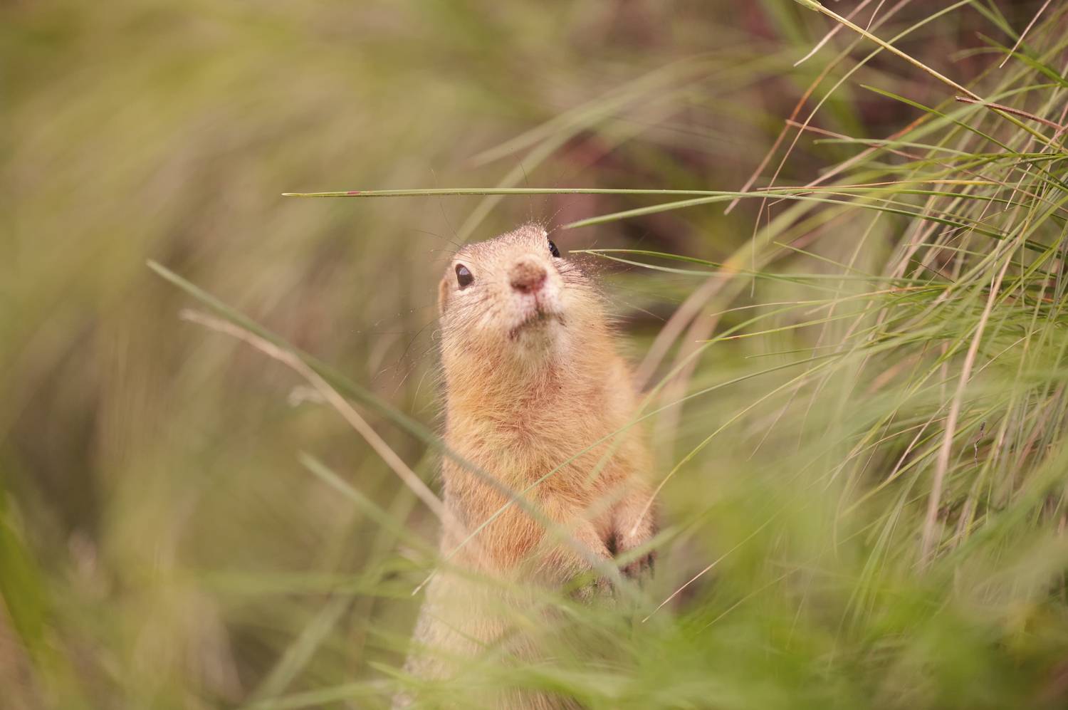 Мечтая о вечном. Автор: Андреева Светлана суслик, татшев парк, красноярск, Андреева Светлана