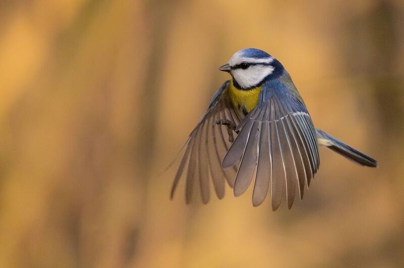 Titmousephoto preview